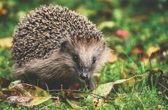 Hedgehogs Hearing Ultrasound Hedgehog Sounds Animals
