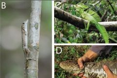 Lizards Limb Survivors Lizard Injuries Selection