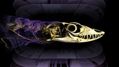 Osteoderms Lizards Lizard Plates Years Armor