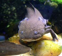 Regeneration Humans Axolotl Limb Tissue Researchers