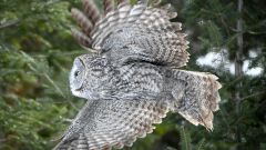 Bird Bog Devices Species Birdweather Research