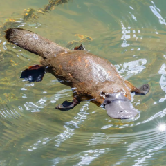 Platypus Eggs Duck George Shaw Bbc Science Tail