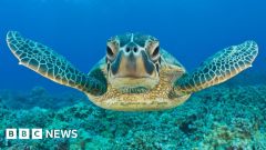 Conservation Species Turtles Sea Turtle Risk