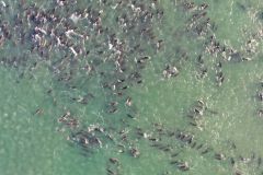 Dolphins Orcas Mass Events Arias Strandings