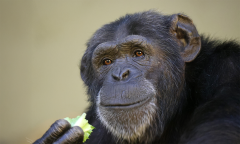 Chimps People Members Experience Ad Ad Free