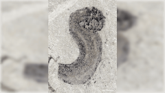 Animals Animal Cambrian Period Yunnan University Jiangchuan Biota