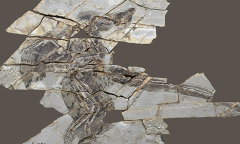 Flight Feathers Scientists Birds Experience Ad