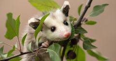 Florida's Burmese Python Biologists Opossums Problem Florida's Burmese Python Problem Solution