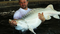 Caviar Sturgeon Sturgeon Aquafarms Fish Farm Beluga