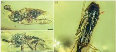Fungi Ant Fungus Mind Ophiocordyceps Body