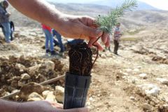 Tree Carbon Study Climate Pledges Reforestation