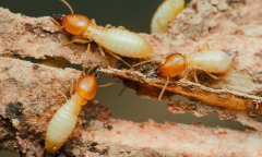 Ad Free Ad Termites Members Experience Nautilus Members