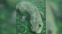 Tetrapods Time Animal Newsletter T Amnicola