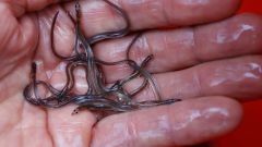 Eels Trade Species Eel Protections Japan