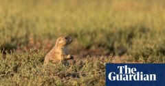 Birds Prairie Dogs Prairie Curlews Research Barks
