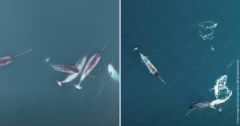 Tusks Narwhals Footage Arctic Behavior Fish