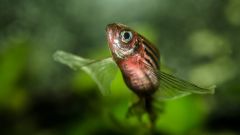 Genes Digits Hox Fish Hox Genes Activity