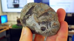 Lystrosaurus Eggs Fossil Statement Bm18 Jennifer Botha