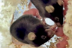 Mice Birth Mouse Pups Pregnant Mice Oxytocin