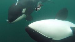 Whales Killer Killer Whales Food Humans Towers