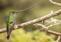 Sword Hummingbirds Bills Species Birds Sword Bills