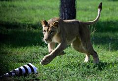 Lions Duporge Chase Lure Lion Lures