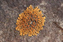 Fossils Lichen Orange Lichen Bones Dinosaur Bone