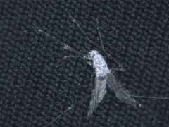 Mosquitoes Fungus Burkina Faso Malaria St Leger Scientists