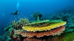 Dive Diving Sites Indonesia Raja Ampat Islands Fish