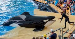 Sounds Whale Words Whales Study Dolphins