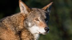 Species Wolf Wolves Conservation Dire Wolf Red Wolves
