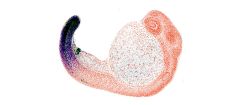 Digits Genes Fish Cloaca Coll Egrave Ge De France Genome