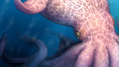 Octopuses Mutterlose Jaws Octopus Predators Animals