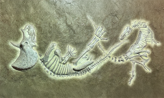 T Rex Members Ad Researchers Nautilus Members Experience