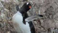 Penguin Penguin's Gentoo Penguin's Bbcearth Mutation Rare Genetic Mutation