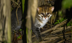 Thailand Cats Ad Cat Ad Free Experience