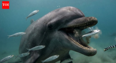 Dolphins Prey Fish Researchers Footage Squeal