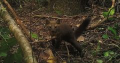 Species Martens Data Institute Forests Humboldt Marten