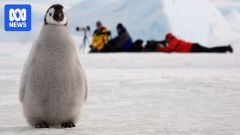 Emperor Penguins Species Seals Emperor Penguin Fur Iucn