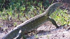 Nile Monitor Nile Florida Species Areas Lizard