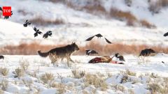 Ravens Wolves Memory Areas Wolf Study