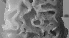 Materials Equipment California Institute Femtosecond Project Material Julia R Greer