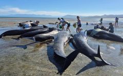 Whales Farewell Spit New Zealand New Zealand's Water Pilot