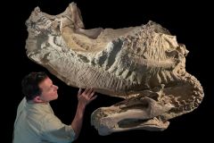 Dinosaur Edmontosaurus Sereno Mummies T Rex Hooves