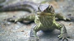 Tuatara Skull Snakes Bar Lizards Reptile