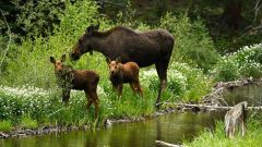 Moose Colorado Parks Wildlife Cpw Dogs Leash