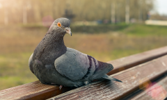 Birds Noise Experience Ad Free Ad Members