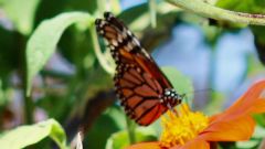 Garden Monarch Milkweed Pollinators Amazon Associates Photos