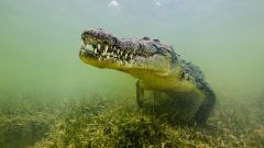 Crocodiles Seychelles Saltwater Population Newsletter Science