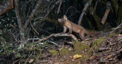 Coastal Martens Coastal Marten Forest Population Martens Marten